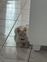 Lost Male Cat last seen Dr. Hugh Emerson & Cavazos Rd., Brownsville, TX 78526