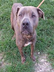 Shelter Stray Female Dog last seen Near BLOCK GARDENS DR, POMPANO BEACH FL 33069, Davie, FL 33312