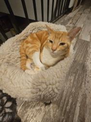 Lost Male Cat last seen Nowak and Hwy 97, Cantonment, FL 32533