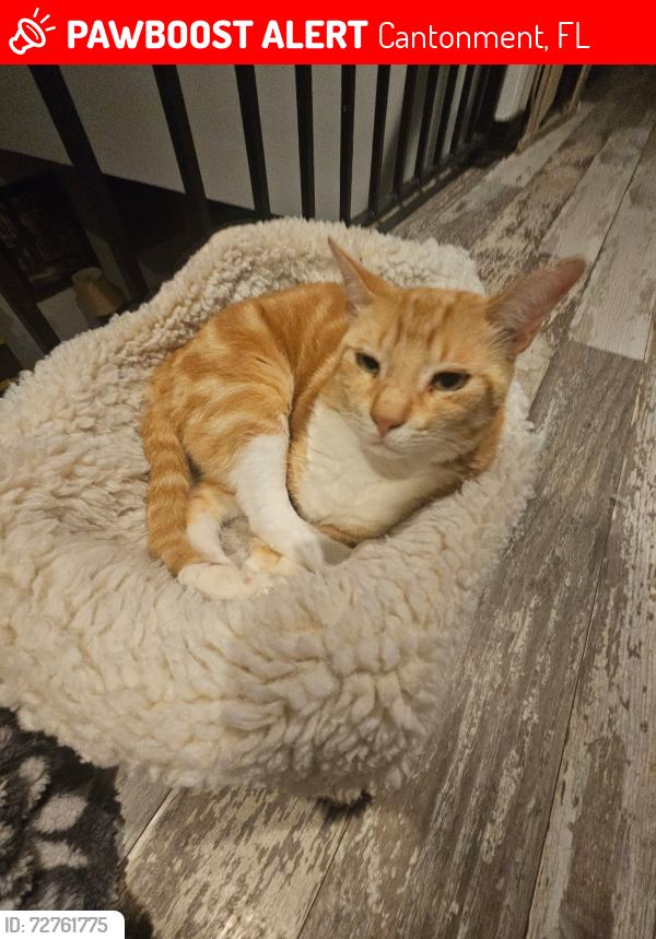 Lost Male Cat last seen Nowak and Hwy 97, Cantonment, FL 32533