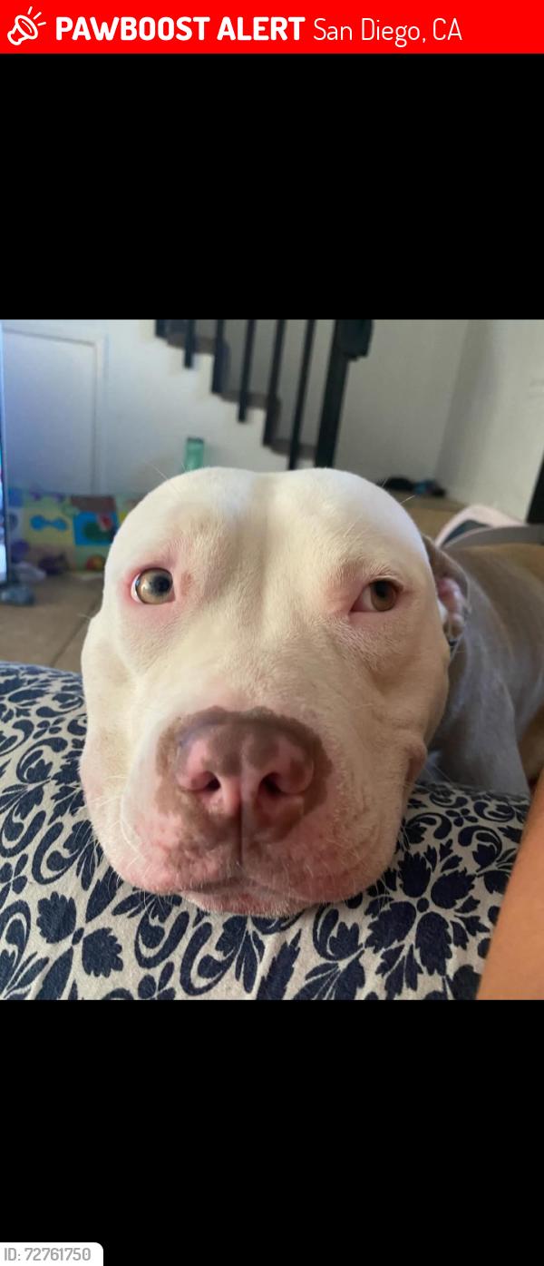 Lost Female Dog last seen 16th Street and Imperial , San Diego, CA 92101