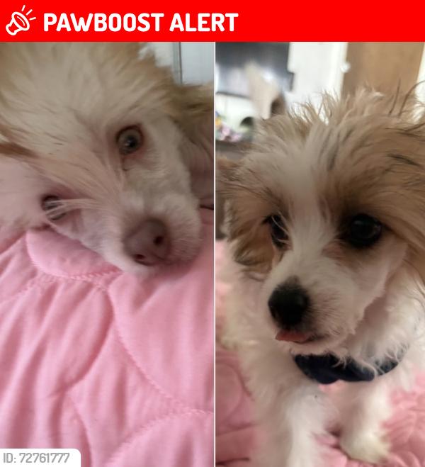 Lost Unknown Dog last seen La Costa Rd. Sayres Rd. , Colorado Springs, CO 80927