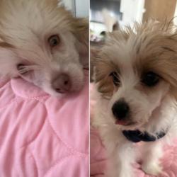 Lost Unknown Dog last seen La Costa Rd. Sayres Rd. , Colorado Springs, CO 80927