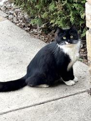 Found/Stray Unknown Cat last seen Foster and Nagle , Chicago, IL 60656