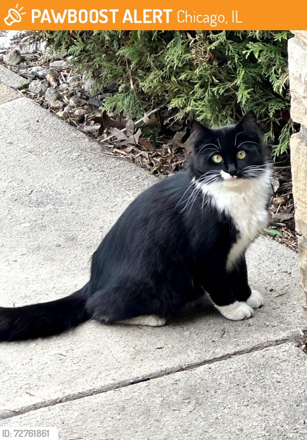 Found/Stray Unknown Cat last seen Foster and Nagle , Chicago, IL 60656