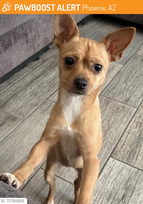 Found/Stray Female Dog last seen 12401–12425 N 33rd Ave Phoenix, AZ  85029 United States, Phoenix, AZ 85029