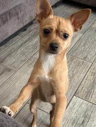 Found/Stray Female Dog last seen 12401–12425 N 33rd Ave Phoenix, AZ  85029 United States, Phoenix, AZ 85029