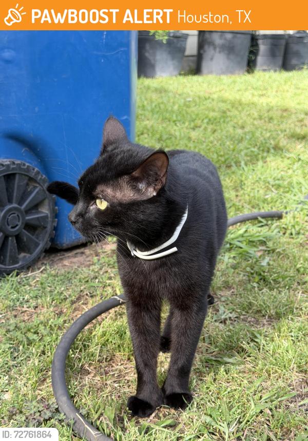 Found/Stray Male Cat last seen 7099-7001 Ashland Forest Dr, Houston, TX 77088, Houston, TX 77088