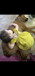 Lost Female Dog last seen Taylor dr, Fayetteville, NC 28301