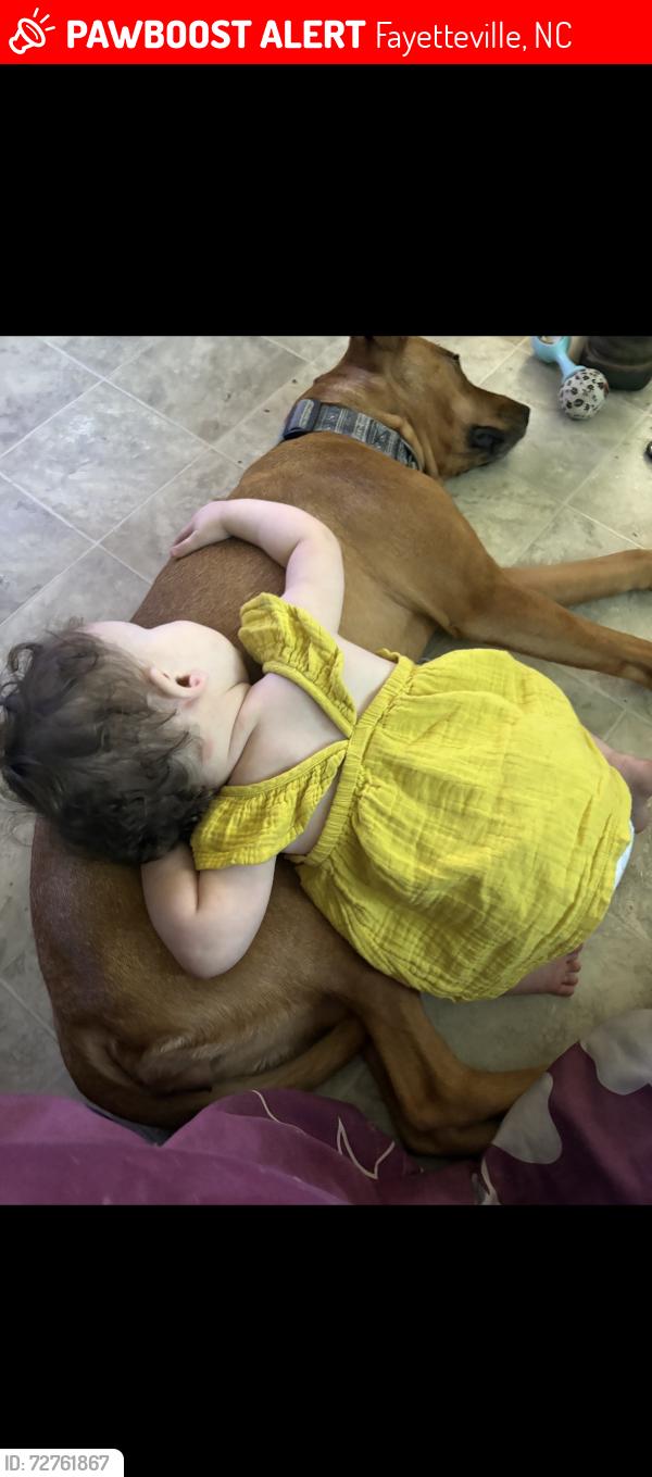 Lost Female Dog last seen Taylor dr, Fayetteville, NC 28301
