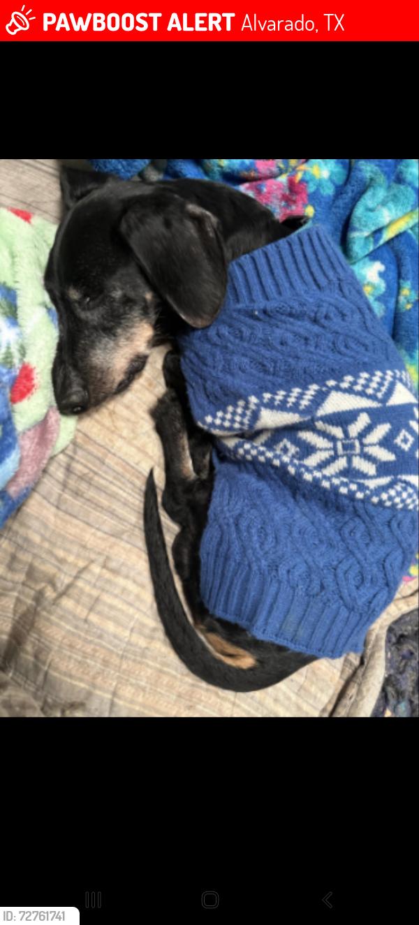 Lost Male Dog last seen Post Oak Drive and Pecan Circle, Alvarado, TX 76009