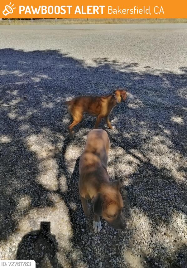 Found/Stray Female Dog last seen Nord rd between rosedale and stockdale, Bakersfield, CA 93314