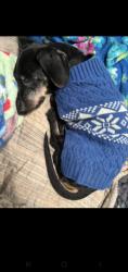 Lost Male Dog last seen Post Oak Drive and Pecan Circle, Alvarado, TX 76009
