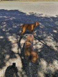 Found/Stray Female Dog last seen Nord rd between rosedale and stockdale, Bakersfield, CA 93314