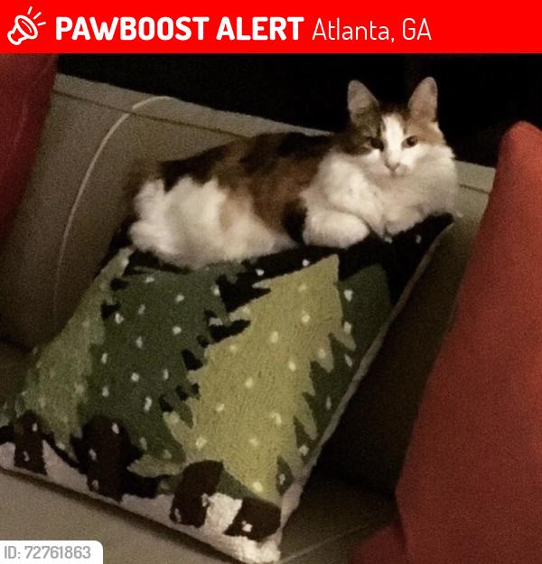 Lost Female Cat last seen West Roxboro Rd & Norwich Circle, Atlanta, GA 30324