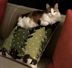 Lost Female Cat last seen West Roxboro Rd & Norwich Circle, Atlanta, GA 30324