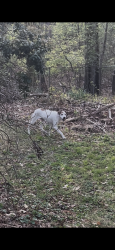 Found/Stray Male Dog last seen Sand Hill Rd & I-40, Asheville, NC 28806