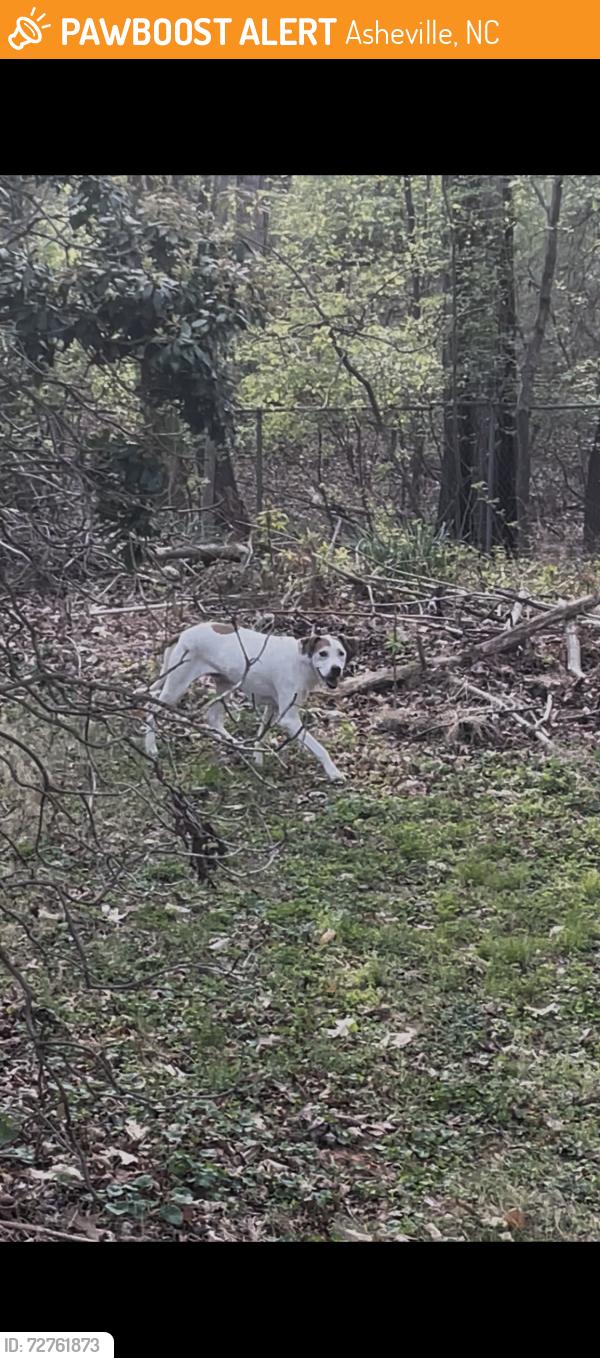 Found/Stray Male Dog last seen Sand Hill Rd & I-40, Asheville, NC 28806