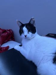 Lost Male Cat last seen Close the entrance of canyon creek, Granbury, TX 76048