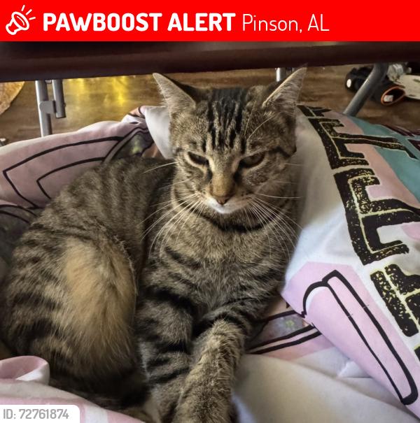 Lost Female Cat last seen Faucett rd , Pinson, AL 35126