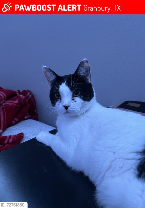 Lost Male Cat last seen Close the entrance of canyon creek, Granbury, TX 76048