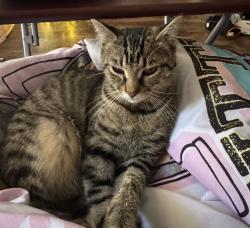 Lost Female Cat last seen Faucett rd , Pinson, AL 35126