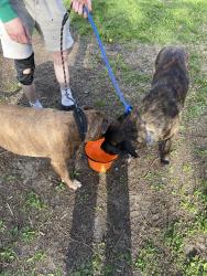Found/Stray Male Dog last seen Near 1/2 E 2nd Street , Chillicothe, OH 45601