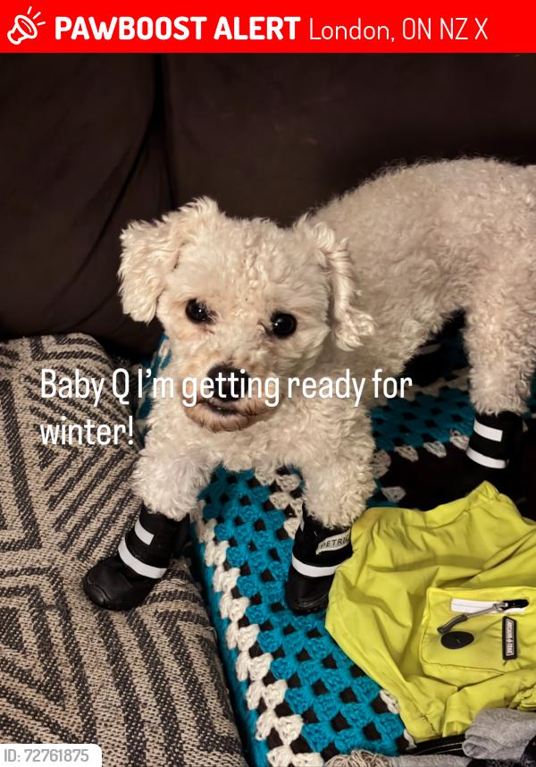 Lost Male Dog last seen Near pond mills unit 70 London Ontario , London, ON N5Z 3X6