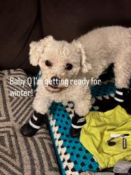 Lost Male Dog last seen Near pond mills unit 70 London Ontario , London, ON N5Z 3X6