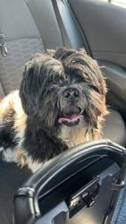 Found/Stray Male Dog last seen richmond animal care & control, Richmond, VA 23222