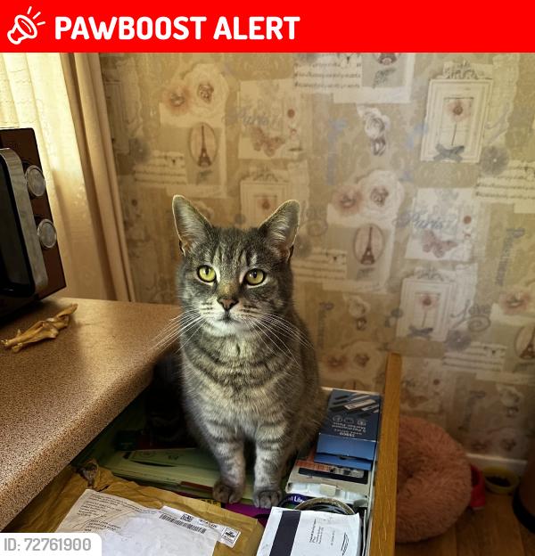 Lost Male Cat last seen Briscoe rd and Hen lane, West Midlands, England CV6