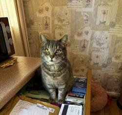 Lost Male Cat last seen Briscoe rd and Hen lane, West Midlands, England CV6