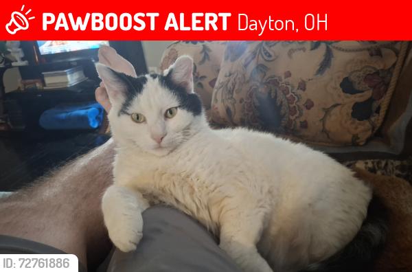 Lost Female Cat last seen 5th and Sperling by Hedges St., Dayton, OH 45403