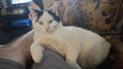 Lost Female Cat last seen 5th and Sperling by Hedges St., Dayton, OH 45403
