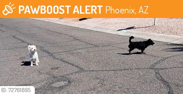 Found/Stray Unknown Dog last seen Purdue and 13th st, Phoenix, AZ 85020
