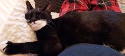 Lost Female Cat last seen Adair trail , Dallas, GA 30157
