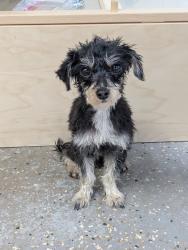 Found/Stray Male Dog last seen Pleasant Run Gold Course, Indianapolis, IN 46219