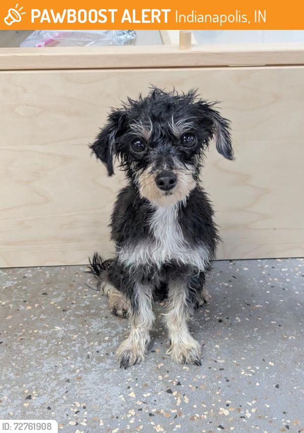 Found/Stray Male Dog last seen Pleasant Run Gold Course, Indianapolis, IN 46219