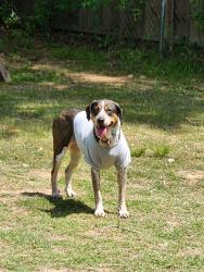 Lost Female Dog last seen Gatling park, Conway, AR 72034