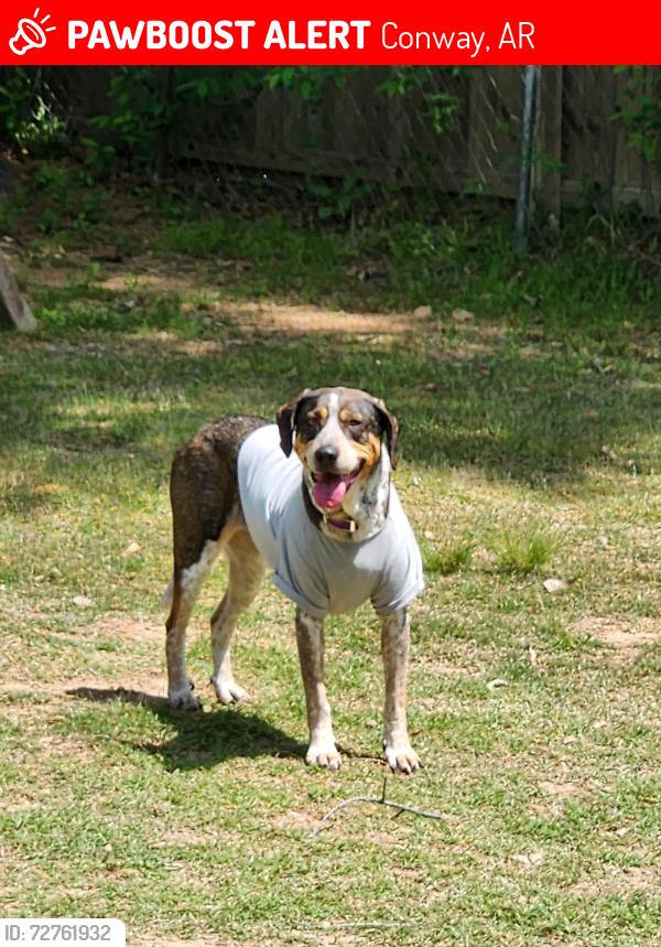 Lost Female Dog last seen Gatling park, Conway, AR 72034