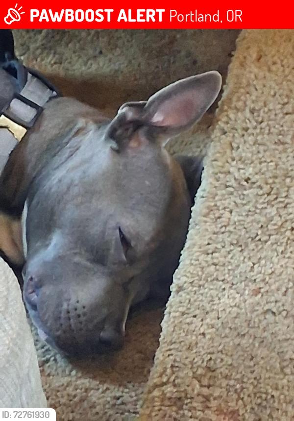 Lost Male Dog last seen Se stark.and se 102nd, Portland, OR 97266