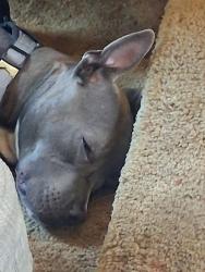 Lost Male Dog last seen Se stark.and se 102nd, Portland, OR 97266