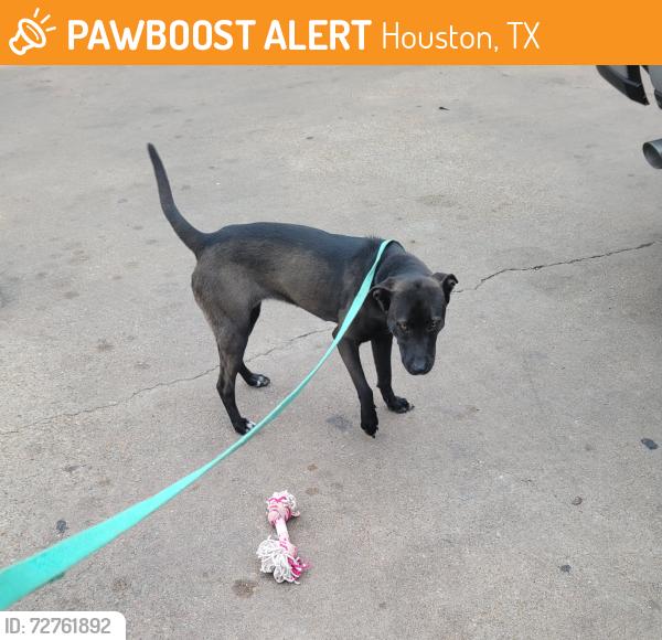 Found/Stray Female Dog last seen I59, Houston, TX 77093