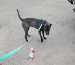 Found/Stray Female Dog last seen I59, Houston, TX 77093