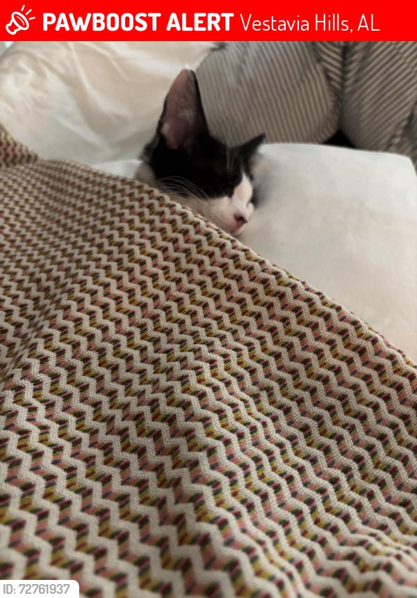 Lost Male Cat last seen Chestnut Ridge Circle, Vestavia Hills, AL 35216