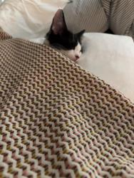 Lost Male Cat last seen Chestnut Ridge Circle, Vestavia Hills, AL 35216