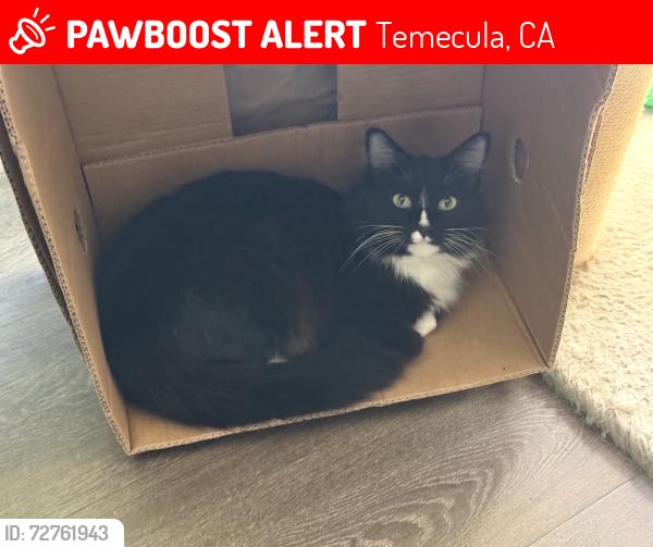 Lost Female Cat last seen Old Town Temecula, Temecula, CA 92590