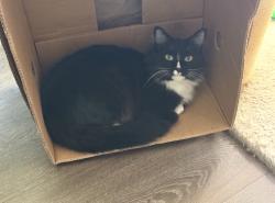 Lost Female Cat last seen Old Town Temecula, Temecula, CA 92590