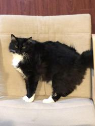 Lost Male Cat last seen Charles city road, Henrico County, VA 23231