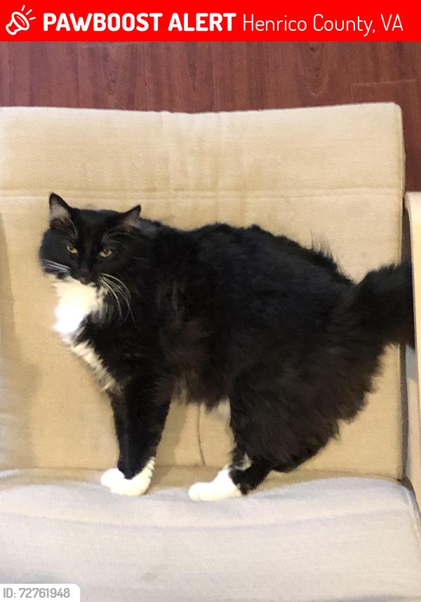 Lost Male Cat last seen Charles city road, Henrico County, VA 23231